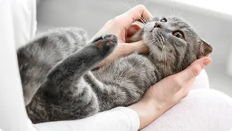 猫可能物件