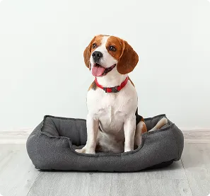 犬可能物件