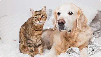 多頭飼育物件
